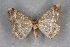  ( - BC NP 0329)  @11 [ ] Copyright (2010) Unspecified Research Collection of Norbert Poell