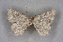  ( - BC NP 0331)  @12 [ ] Copyright (2010) Unspecified Research Collection of Norbert Poell