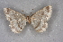  ( - BC NP 0331)  @12 [ ] Copyright (2010) Unspecified Research Collection of Norbert Poell