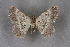  ( - BC NP 0332)  @13 [ ] Copyright (2010) Unspecified Research Collection of Norbert Poell