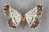  ( - BC NP 0332)  @13 [ ] Copyright (2010) Unspecified Research Collection of Norbert Poell
