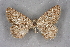  ( - BC NP 0335)  @13 [ ] Copyright (2010) Unspecified Research Collection of Norbert Poell