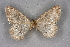  ( - BC NP 0335)  @13 [ ] Copyright (2010) Unspecified Research Collection of Norbert Poell