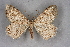  (Charissa zeitunaria - BC NP 0336)  @14 [ ] Copyright (2010) Unspecified Research Collection of Norbert Poell