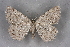  ( - BC NP 0337)  @14 [ ] Copyright (2010) Unspecified Research Collection of Norbert Poell