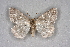  ( - BC NP 0337)  @11 [ ] Copyright (2010) Unspecified Research Collection of Norbert Poell