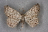  (Charissa certhiatus - BC NP 0338)  @14 [ ] Copyright (2010) Unspecified Research Collection of Norbert Poell