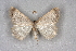  ( - BC NP 0338)  @13 [ ] Copyright (2010) Unspecified Research Collection of Norbert Poell