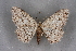  ( - BC NP 0339)  @14 [ ] Copyright (2010) Unspecified Research Collection of Norbert Poell