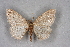  ( - BC NP 0339)  @13 [ ] Copyright (2010) Unspecified Research Collection of Norbert Poell