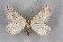  ( - BC NP 0351)  @13 [ ] Copyright (2010) Unspecified Research Collection of Norbert Poell