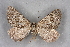  ( - BC NP 0354)  @11 [ ] Copyright (2010) Unspecified Research Collection of Norbert Poell