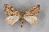  ( - BC NP 0368)  @11 [ ] Copyright (2010) Unspecified Research Collection of Norbert Poell