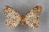  (Brachyglossina maroccana - BC NP 0372)  @13 [ ] Copyright (2010) Unspecified Research Collection of Norbert Poell