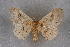  (Brachyglossina NP02Mo - BC NP 0374)  @13 [ ] Copyright (2010) Unspecified Research Collection of Norbert Poell