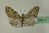  ( - BC ZSM Lep 01611)  @13 [ ] CreativeCommons - Attribution Non-Commercial Share-Alike (2010) Unspecified SNSB, Zoologische Staatssammlung Muenchen