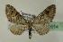  ( - BC ZSM Lep 01614)  @13 [ ] CreativeCommons - Attribution Non-Commercial Share-Alike (2010) Unspecified SNSB, Zoologische Staatssammlung Muenchen