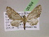  ( - BC ZSM Lep 05364)  @11 [ ] CreativeCommons - Attribution Non-Commercial Share-Alike (2010) Unspecified SNSB, Zoologische Staatssammlung Muenchen