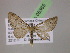  ( - BC ZSM Lep 05365)  @12 [ ] CreativeCommons - Attribution Non-Commercial Share-Alike (2010) Unspecified SNSB, Zoologische Staatssammlung Muenchen