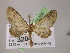  ( - BC ZSM Lep 05366)  @11 [ ] CreativeCommons - Attribution Non-Commercial Share-Alike (2010) Unspecified SNSB, Zoologische Staatssammlung Muenchen