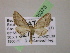  ( - BC ZSM Lep 05373)  @11 [ ] CreativeCommons - Attribution Non-Commercial Share-Alike (2010) Unspecified SNSB, Zoologische Staatssammlung Muenchen