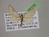  ( - BC ZSM Lep 05375)  @13 [ ] CreativeCommons - Attribution Non-Commercial Share-Alike (2010) Unspecified SNSB, Zoologische Staatssammlung Muenchen
