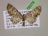  (Eupithecia AH18Ec - BC ZSM Lep 05376)  @14 [ ] CreativeCommons - Attribution Non-Commercial Share-Alike (2010) Unspecified SNSB, Zoologische Staatssammlung Muenchen