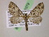  (Eupithecia AH32Ec - BC ZSM Lep 05379)  @14 [ ] CreativeCommons - Attribution Non-Commercial Share-Alike (2010) Unspecified SNSB, Zoologische Staatssammlung Muenchen