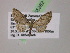  ( - BC ZSM Lep 05382)  @11 [ ] CreativeCommons - Attribution Non-Commercial Share-Alike (2010) Unspecified SNSB, Zoologische Staatssammlung Muenchen