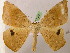  ( - BC ZSM Lep 05386)  @11 [ ] CreativeCommons - Attribution Non-Commercial Share-Alike (2010) Unspecified SNSB, Zoologische Staatssammlung Muenchen