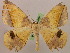  ( - BC ZSM Lep 05388)  @11 [ ] CreativeCommons - Attribution Non-Commercial Share-Alike (2010) Unspecified SNSB, Zoologische Staatssammlung Muenchen