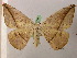  ( - BC ZSM Lep 05390)  @11 [ ] CreativeCommons - Attribution Non-Commercial Share-Alike (2010) Unspecified SNSB, Zoologische Staatssammlung Muenchen
