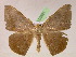  ( - BC ZSM Lep 05391)  @11 [ ] CreativeCommons - Attribution Non-Commercial Share-Alike (2010) Unspecified SNSB, Zoologische Staatssammlung Muenchen