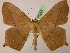  ( - BC ZSM Lep 05396)  @11 [ ] CreativeCommons - Attribution Non-Commercial Share-Alike (2010) Unspecified SNSB, Zoologische Staatssammlung Muenchen