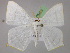  (Sericoptera flavifimbria - BC ZSM Lep 05406)  @11 [ ] CreativeCommons - Attribution Non-Commercial Share-Alike (2010) Unspecified SNSB, Zoologische Staatssammlung Muenchen