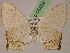  ( - BC ZSM Lep 05408)  @14 [ ] CreativeCommons - Attribution Non-Commercial Share-Alike (2010) Unspecified SNSB, Zoologische Staatssammlung Muenchen