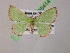  ( - BC ZSM Lep 05414)  @11 [ ] CreativeCommons - Attribution Non-Commercial Share-Alike (2010) Unspecified SNSB, Zoologische Staatssammlung Muenchen