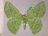  (Dichorda rhodocephala - BC ZSM Lep 05432)  @15 [ ] CreativeCommons - Attribution Non-Commercial Share-Alike (2010) Unspecified SNSB, Zoologische Staatssammlung Muenchen