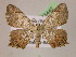  ( - BC ZSM Lep 05442)  @11 [ ] CreativeCommons - Attribution Non-Commercial Share-Alike (2010) Unspecified SNSB, Zoologische Staatssammlung Muenchen