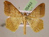  (Macaria LR02Ja - BC ZSM Lep 05443)  @14 [ ] CreativeCommons - Attribution Non-Commercial Share-Alike (2010) Unspecified SNSB, Zoologische Staatssammlung Muenchen