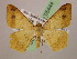  ( - BC ZSM Lep 05444)  @11 [ ] CreativeCommons - Attribution Non-Commercial Share-Alike (2010) Unspecified SNSB, Zoologische Staatssammlung Muenchen