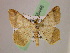  ( - BC ZSM Lep 05446)  @14 [ ] CreativeCommons - Attribution Non-Commercial Share-Alike (2010) Unspecified SNSB, Zoologische Staatssammlung Muenchen