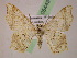  ( - BC ZSM Lep 05449)  @11 [ ] CreativeCommons - Attribution Non-Commercial Share-Alike (2010) Unspecified SNSB, Zoologische Staatssammlung Muenchen