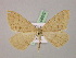  ( - BC ZSM Lep 06892)  @11 [ ] CreativeCommons - Attribution Non-Commercial Share-Alike (2010) Unspecified SNSB, Zoologische Staatssammlung Muenchen