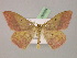  ( - BC ZSM Lep 06894)  @11 [ ] CreativeCommons - Attribution Non-Commercial Share-Alike (2010) Unspecified SNSB, Zoologische Staatssammlung Muenchen