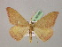  ( - BC ZSM Lep 06895)  @12 [ ] CreativeCommons - Attribution Non-Commercial Share-Alike (2010) Unspecified SNSB, Zoologische Staatssammlung Muenchen