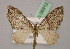  ( - BC ZSM Lep 06912)  @13 [ ] CreativeCommons - Attribution Non-Commercial Share-Alike (2010) Unspecified SNSB, Zoologische Staatssammlung Muenchen