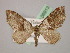  ( - BC ZSM Lep 06913)  @13 [ ] CreativeCommons - Attribution Non-Commercial Share-Alike (2010) Unspecified SNSB, Zoologische Staatssammlung Muenchen