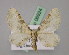  (Eupithecia AH02TrIr - BC ZSM Lep 06924)  @14 [ ] CreativeCommons - Attribution Non-Commercial Share-Alike (2010) Unspecified SNSB, Zoologische Staatssammlung Muenchen