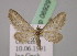  (Eupithecia furcata - BC ZSM Lep 06929)  @14 [ ] CreativeCommons - Attribution Non-Commercial Share-Alike (2010) Unspecified SNSB, Zoologische Staatssammlung Muenchen